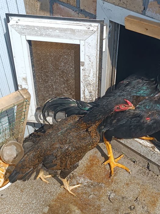 Продаю петух и курица