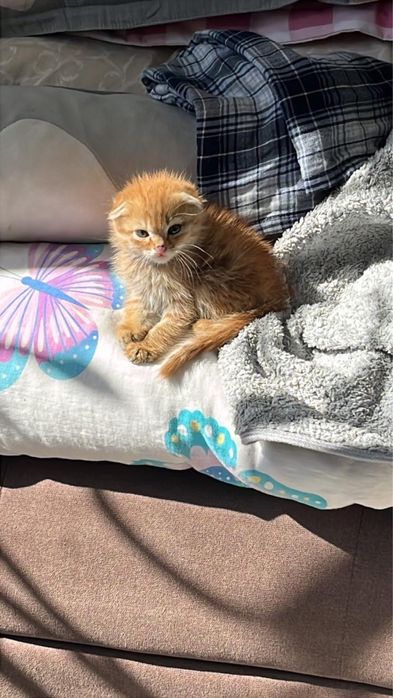 Котенок вислоухий