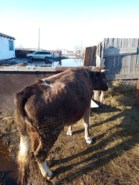 Продам срочно тёлку