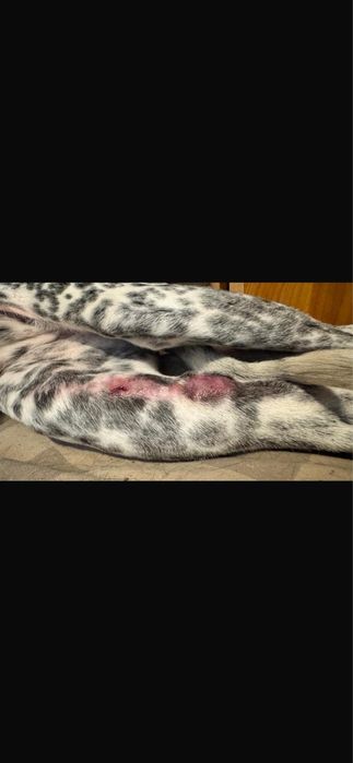 Adoptie / donatie
