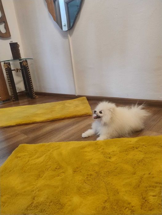 Pomeranian Extra Mini de buzunar 1 200 EUR negociabil