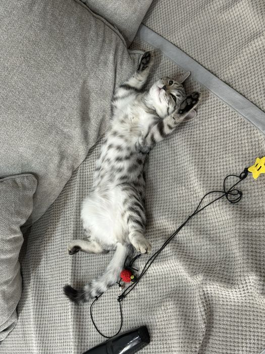 Скоттиш страйт девочка 4,5 месяцев