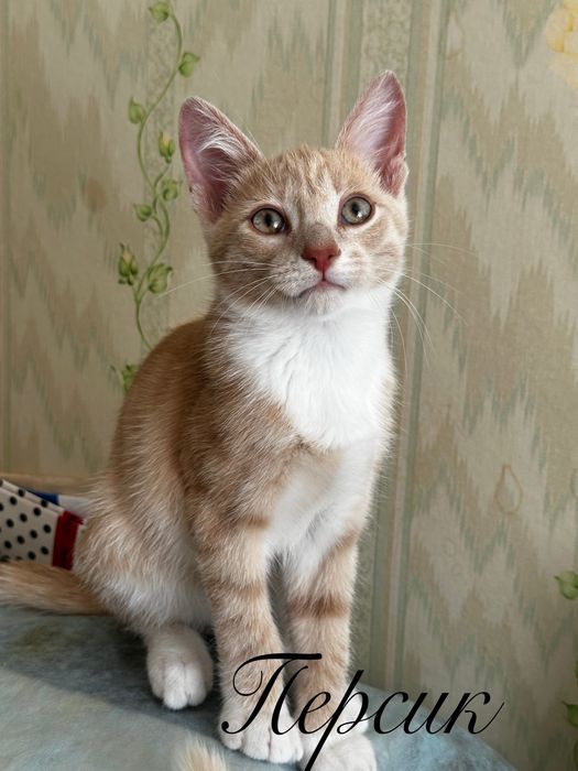 Очаровательные котята в добрые руки!