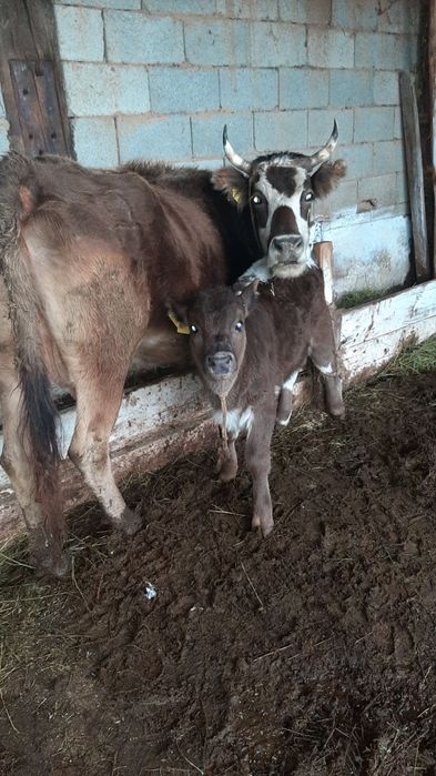 Срочно бызаулы сиыр сатылады