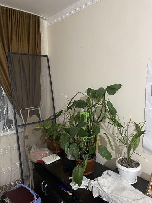 Продается 1 комнатная Чирчик 8