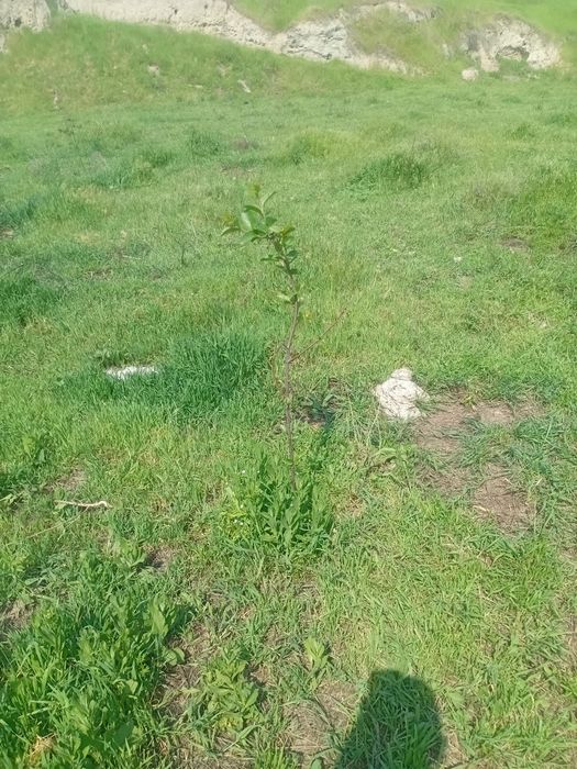 Yer Uchastkasi Sotiladi!  Narx sotixga yozilgan