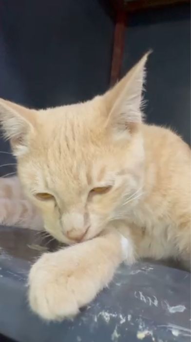 Отдается котик Персик в добрые и ответственные руки