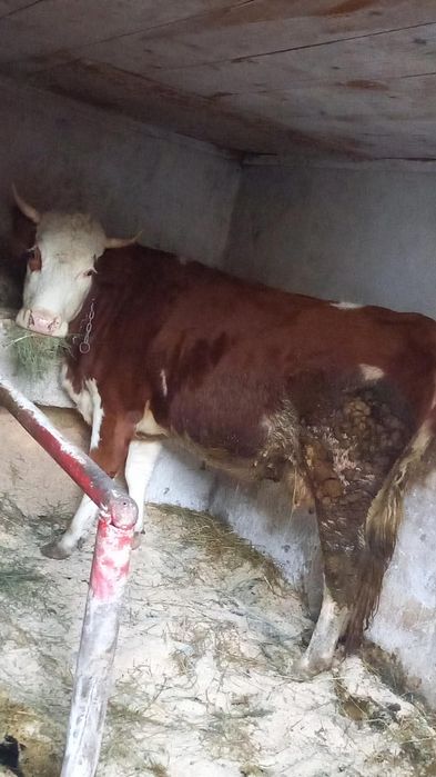 De vânzare juncă balțată gestantă cu a doilea vițel