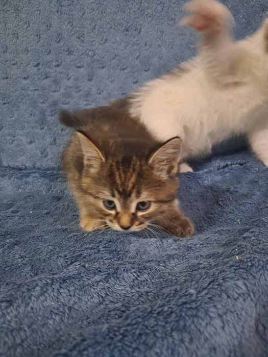 Отдам котят 1.5 месяные