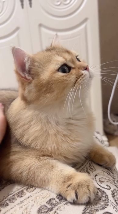 British Shorthair Golden Chinchilla