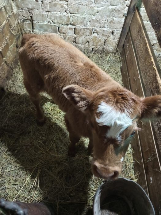 Продам телочку.11дней