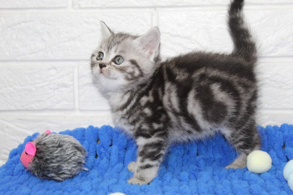 Шотландские котятА