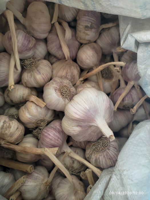 Chesnok, sarimsoqpiyoz, чеснок, garlic