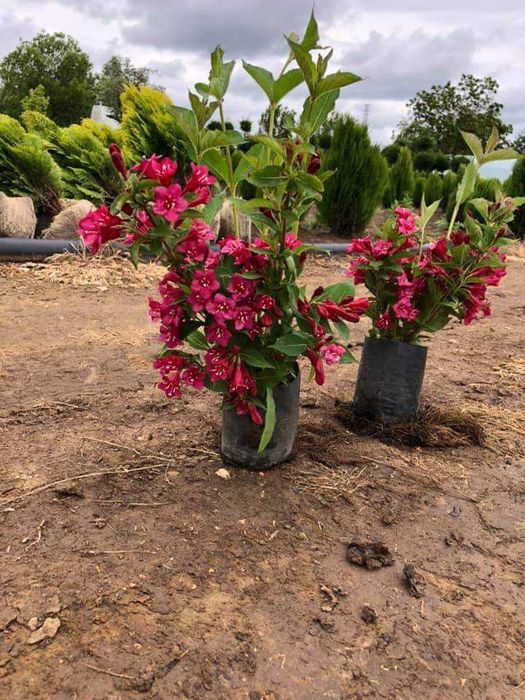 Продавам туя и вечнозелени храсти