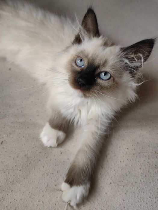 Чистокръвни котенца Ragdoll/ Регдол