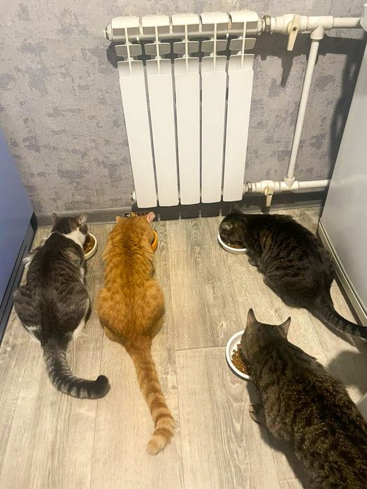 Молодой котик в поиске семьи