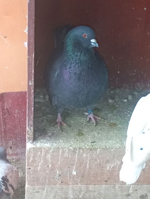 De vânzare porumbei de ornament