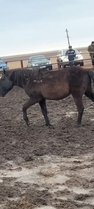 Продам кобылу без жеребенка, и тай