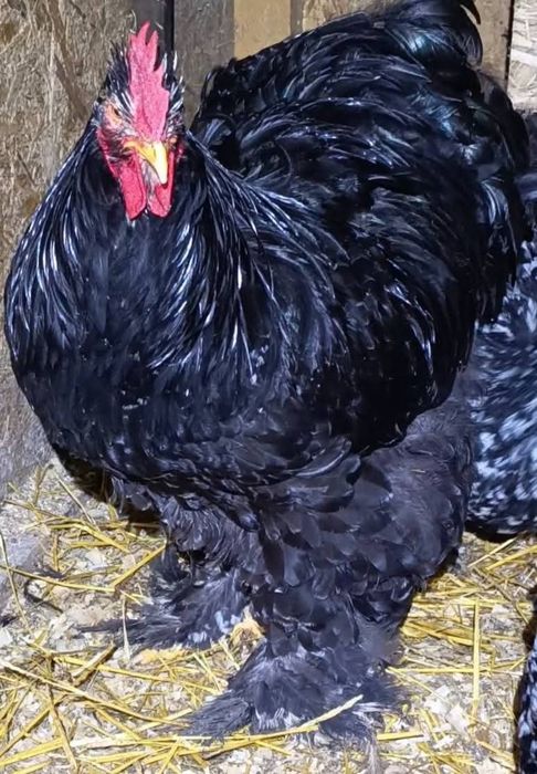 Familii  cochinchina,brahma,combatant indian.