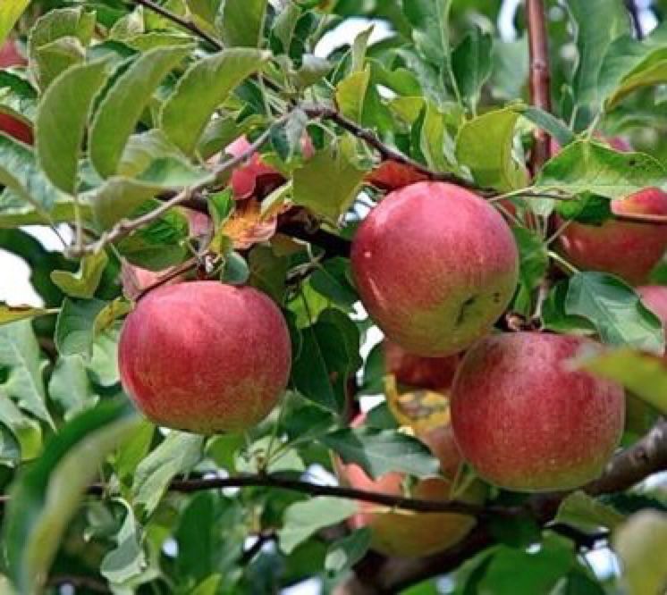 Дача на Каменском плато