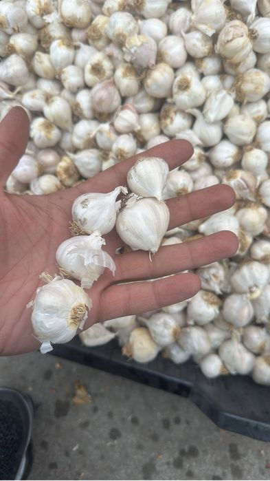 Vand usturoi de primavara