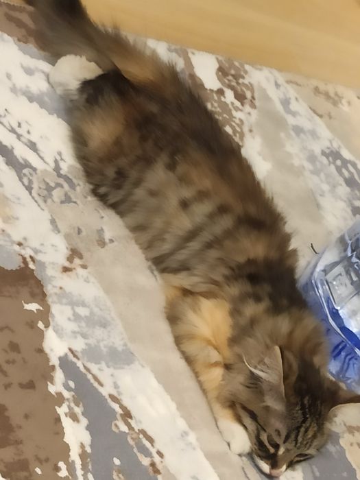 Кошка 4 месяца домашний
