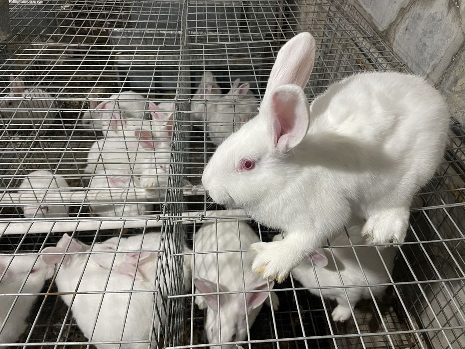 хиколь кролики (HIKOL)