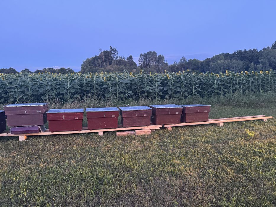 Vand 14 famili de albine