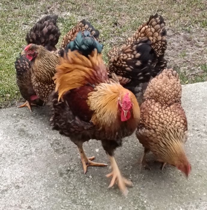 Ouă incubat wyandotte auriu, brahma , australorp negru