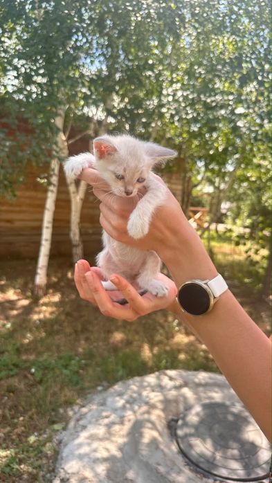 Сиямские котята