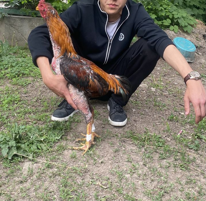Продам дакан петуха