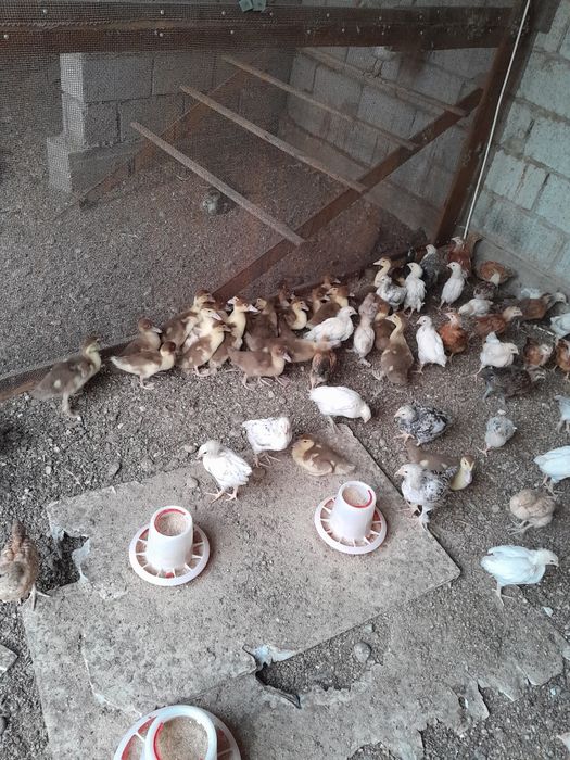 Продаются цыплята и индоутята.