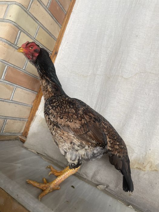 Yapon shamo tuxumga yaqin tulak tovuq 750 ming