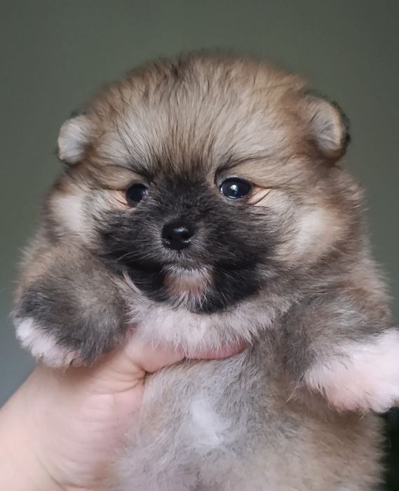 Щенки померанского  шпица
