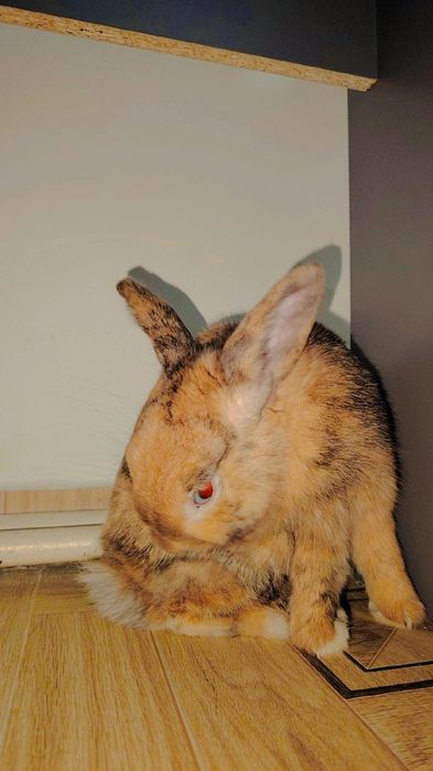 Продам кролика, вместе с клеткой