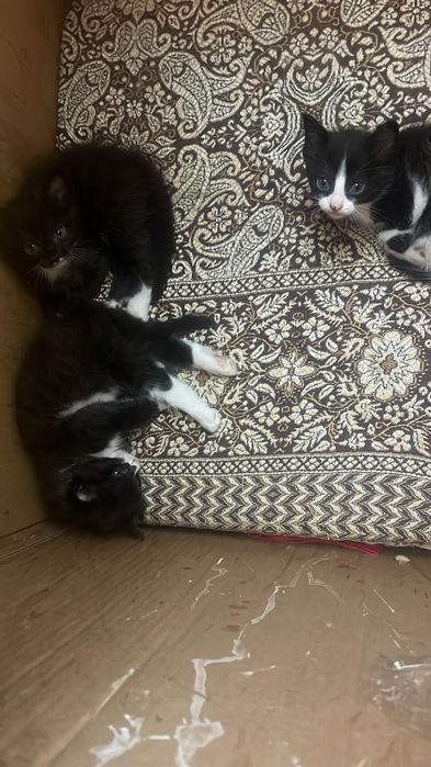 Отдам котят в добрые руки