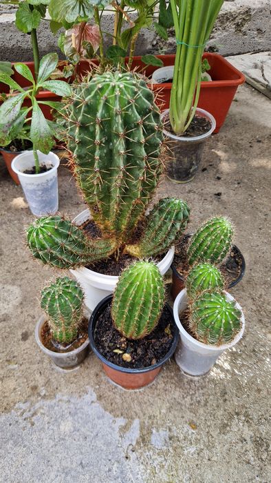 Комнатные цветы (разные)