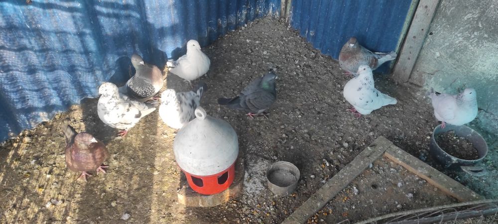 Vand porumbei standard