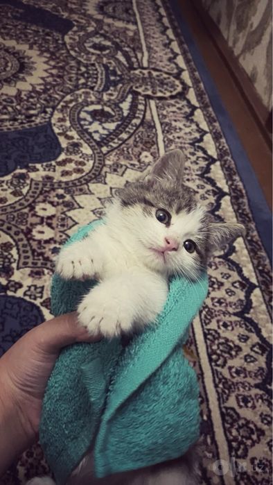Mushuk.           .