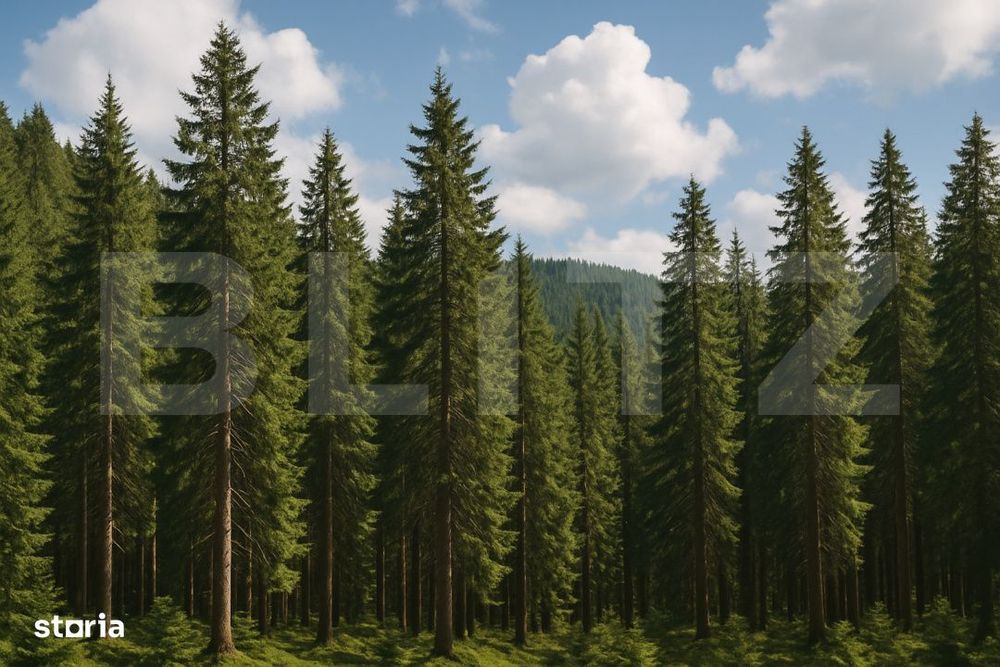 Teren extravilande de vanzare, padure, 10.000 mp, in Vatra Dornei