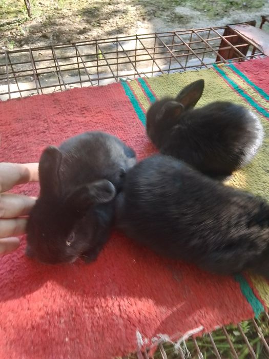 Карлик куён болалари сотилади