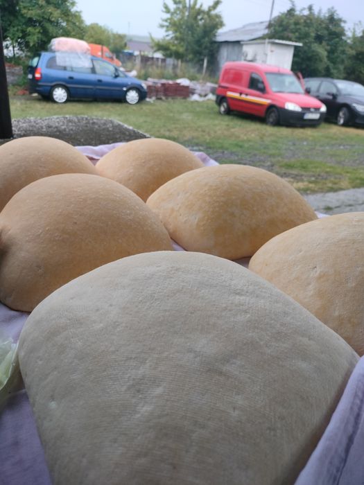 Vând caș de vacă!