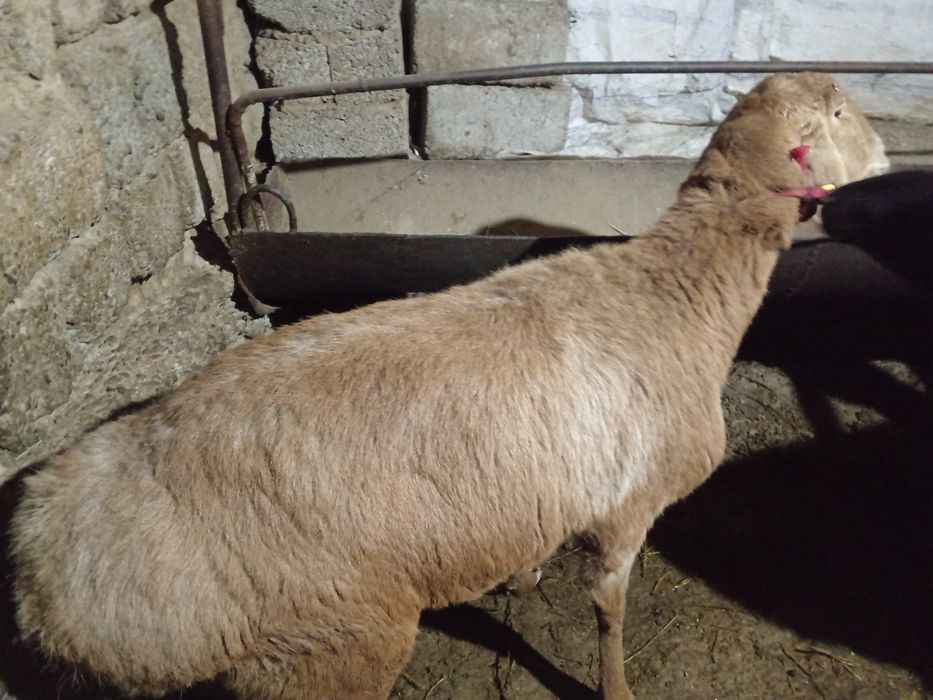 Qirgiz qoy bogoz sogliq кой Киргиз  кой богоз 2 кат