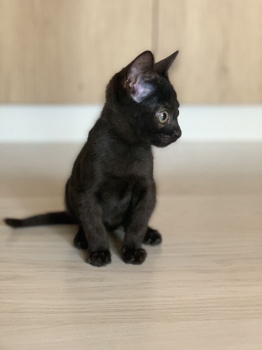 Котенок ищет любящую семью