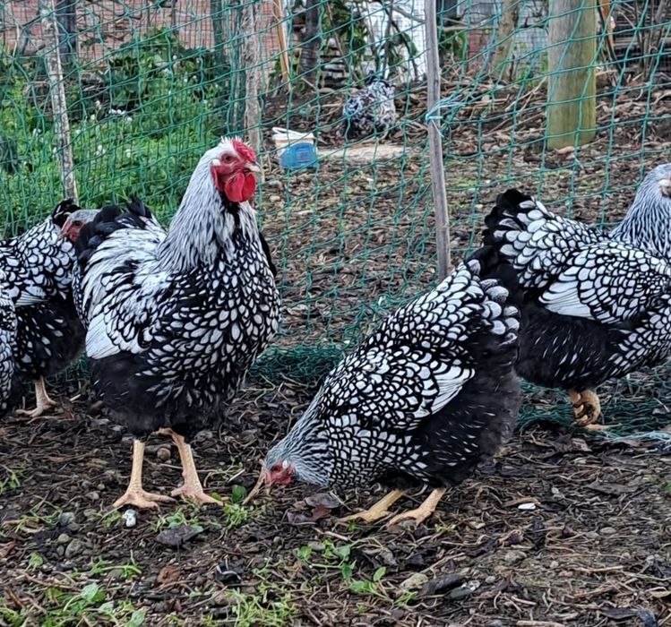 Инкубацыоны яйцо виандот серебро