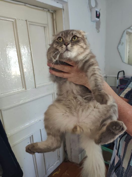 Нашли  вислоухого кота
