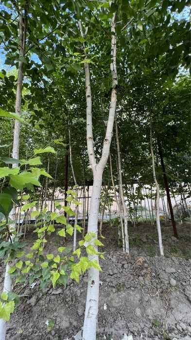 Beryoza берёза oq qayin Ок кайин