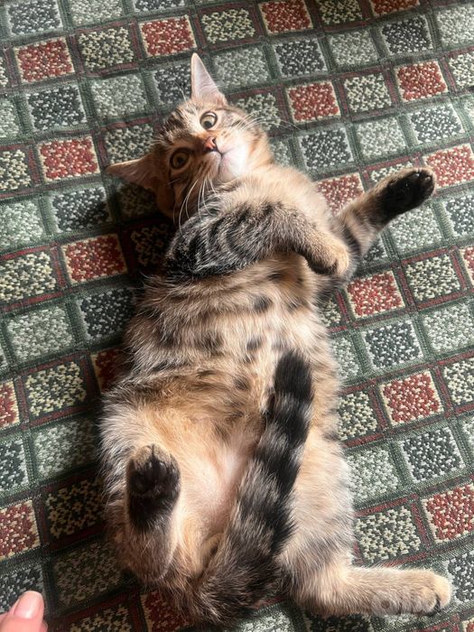 Котятам нужна семья!