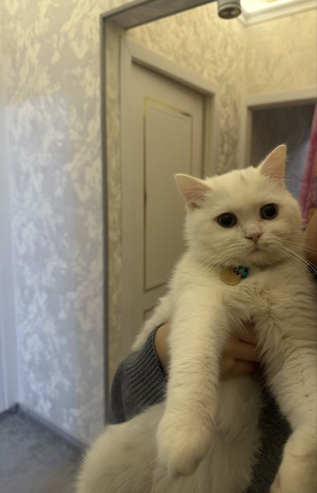 британская короткошёрстная