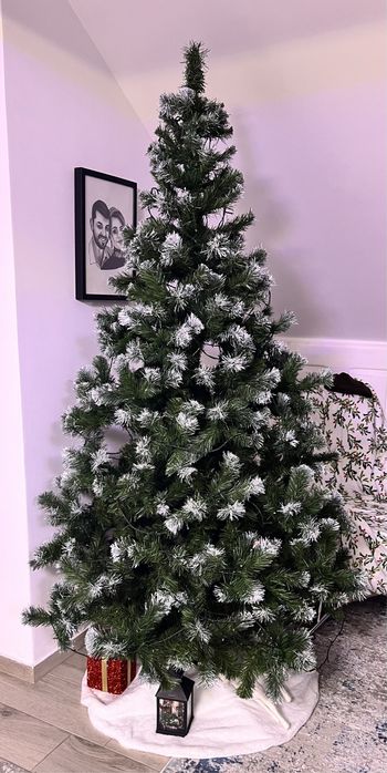 Vând brad de Craciun, înalt de 2 m.